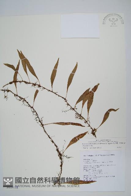 骨牌蕨藏品圖，第1張