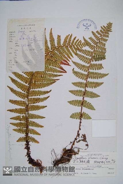 貢山鱗毛蕨藏品圖，第1張