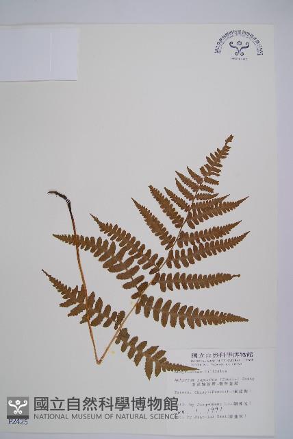 Accession Number:P002425 Collection Image, Figure 1, Total 5 Figures