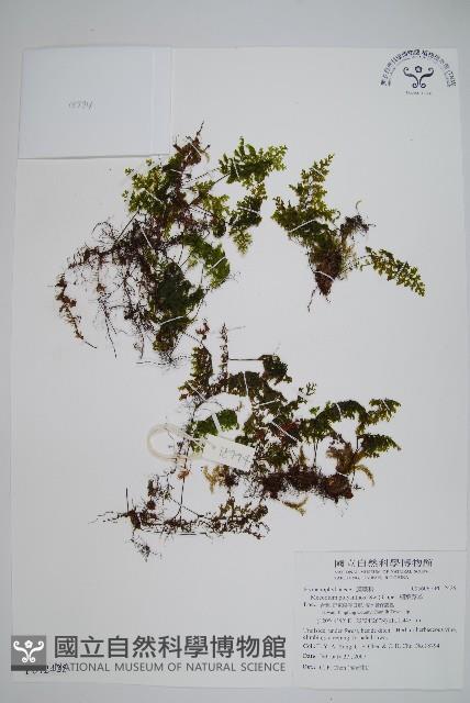 細葉蕗蕨藏品圖，第1張