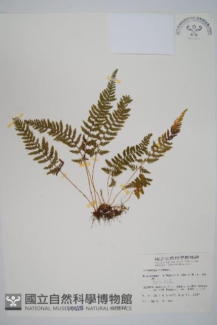 細毛碗蕨藏品圖，第1張