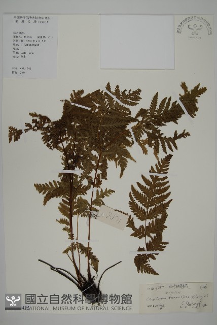 毛葉軸脈蕨藏品圖，第1張