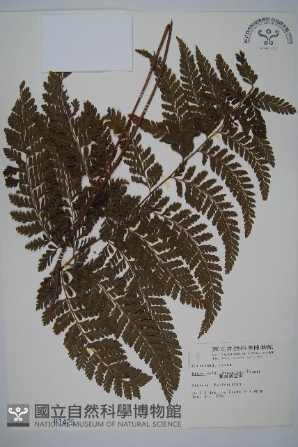 臺灣鱗蓋蕨藏品圖，第1張