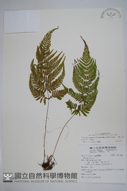 粗毛金星蕨藏品圖，第1張