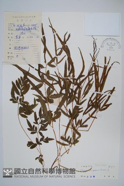 箭葉鳳尾蕨藏品圖，第1張