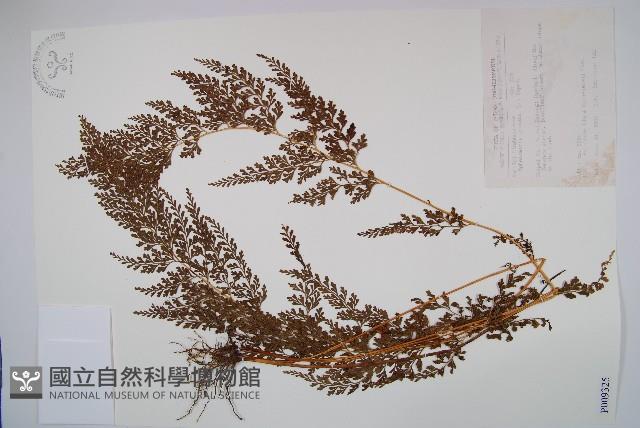 烏蕨藏品圖，第1張