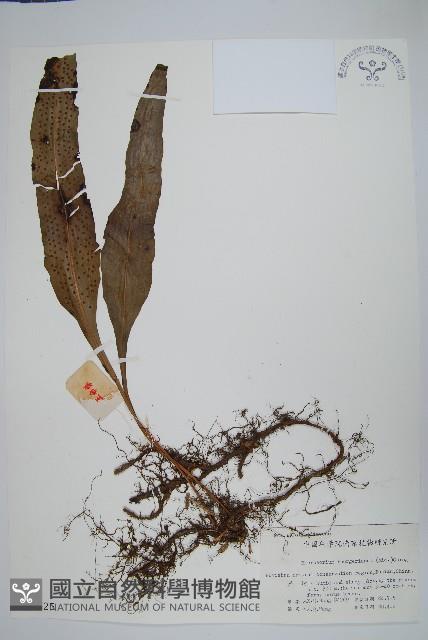 波氏星蕨藏品圖，第1張