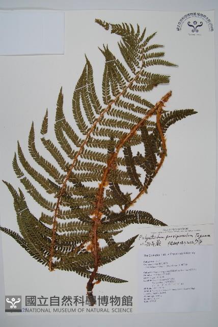 尖葉耳蕨藏品圖，第1張