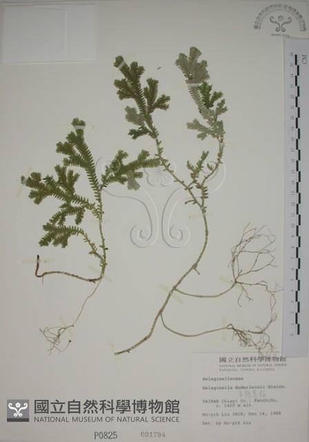 生根卷柏藏品圖，第1張