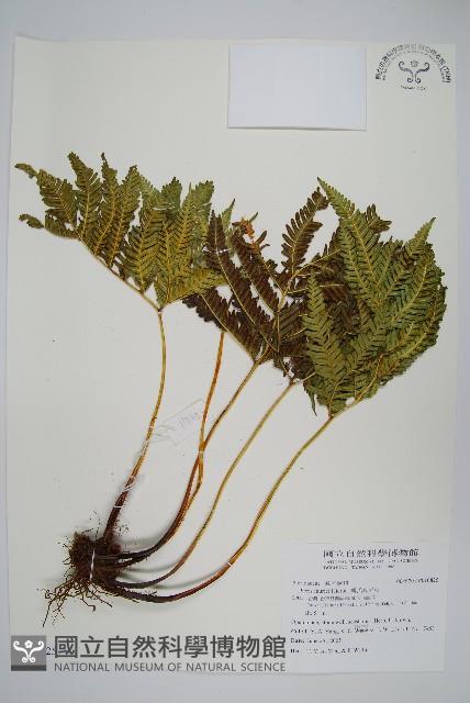 傅氏鳳尾蕨藏品圖，第1張