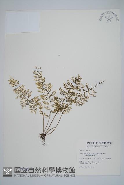 薄葉鐵角蕨藏品圖，第1張