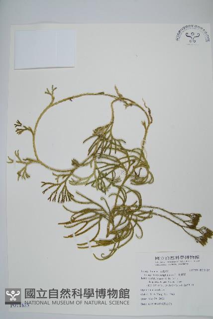 地刷子藏品圖，第1張