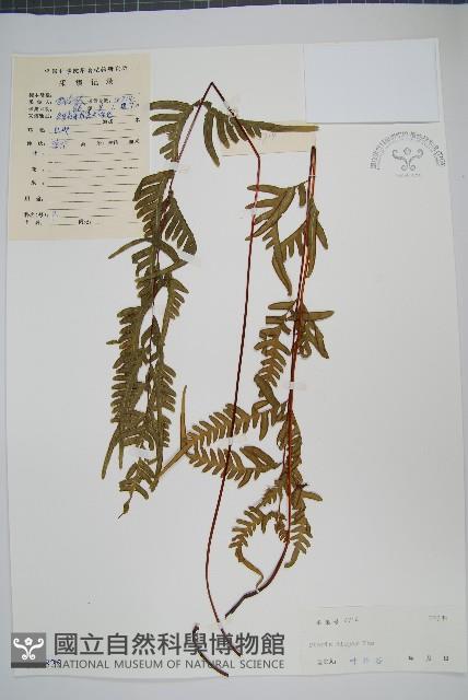 天草鳳尾蕨藏品圖，第1張