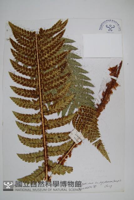 喜馬拉雅耳蕨藏品圖，第1張