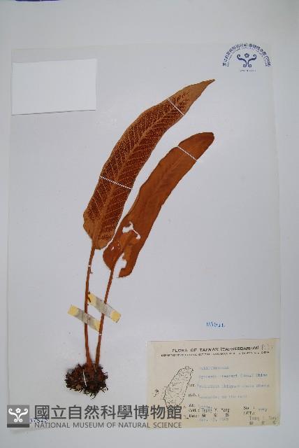 盧山石葦藏品圖，第1張