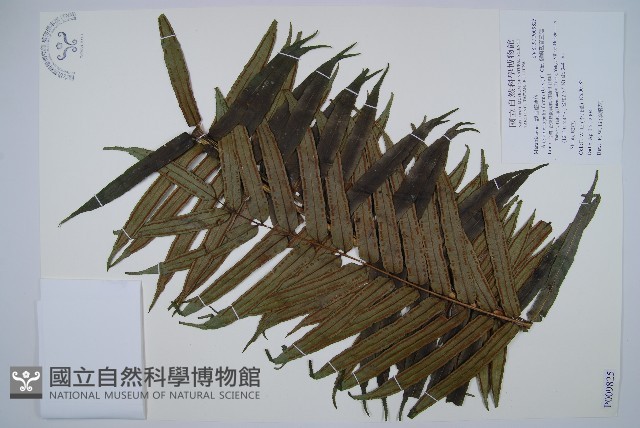 蘭嶼觀音座蓮藏品圖，第1張