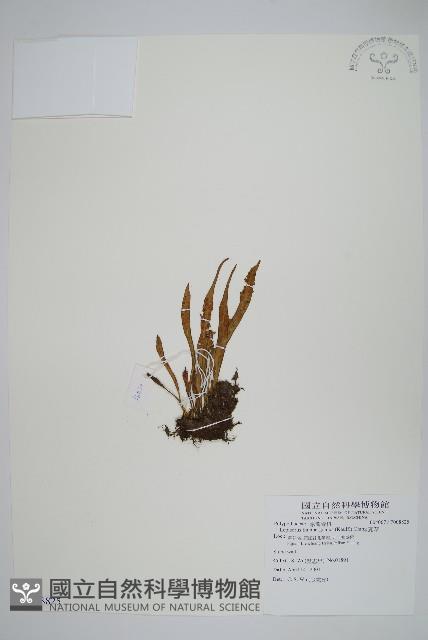 瓦葦藏品圖，第1張