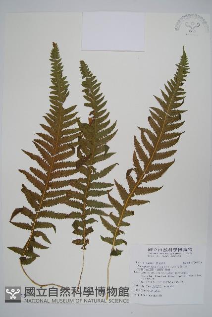 翅軸假金星蕨、短柄卵果蕨藏品圖，第1張