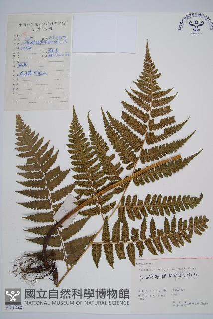 薄蓋短腸蕨藏品圖，第1張