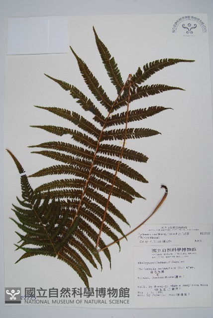 密毛毛蕨藏品圖，第1張