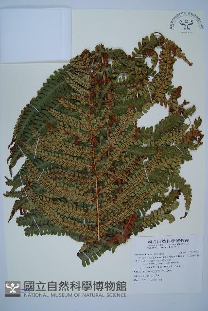 瓦氏鱗毛蕨藏品圖，第1張