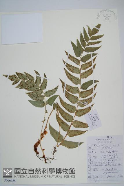 貫眾蕨藏品圖，第1張