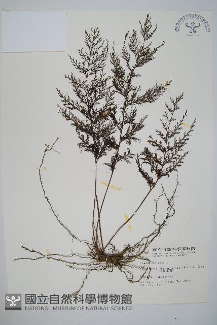 球桿毛蕨藏品圖，第1張