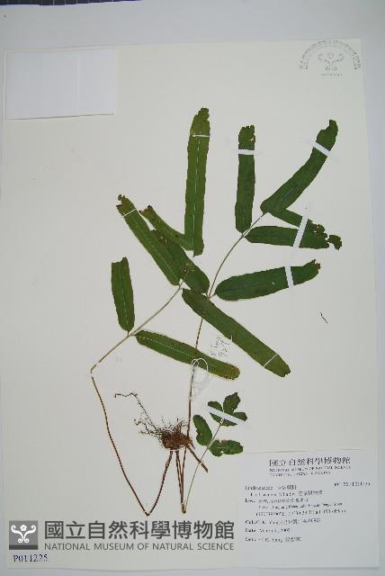 箭葉鱗始蕨藏品圖，第1張