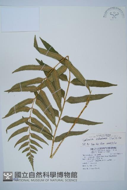 狹葉貫眾蕨藏品圖，第1張