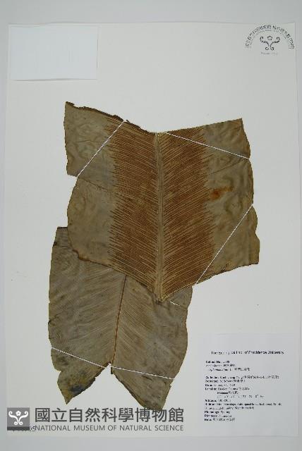 臺灣山蘇花藏品圖，第1張