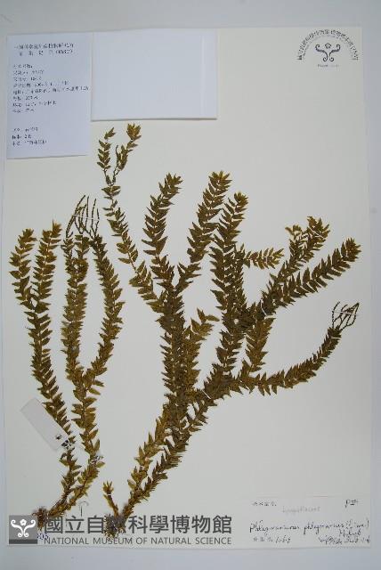 登錄號:P012905藏品圖，第1張