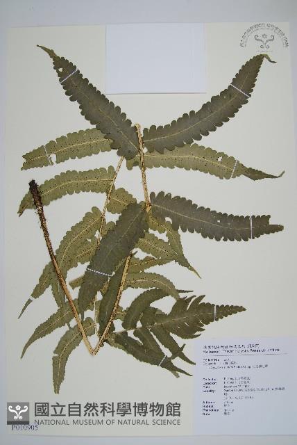 史氏鱗毛蕨藏品圖，第1張