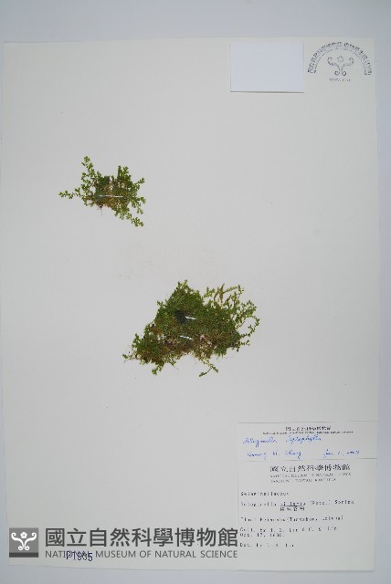 膜葉卷柏藏品圖，第1張