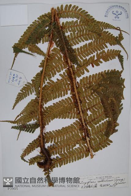 瓦氏鱗毛蕨藏品圖，第1張
