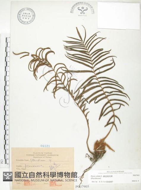 鱗蓋鳳尾蕨藏品圖，第1張