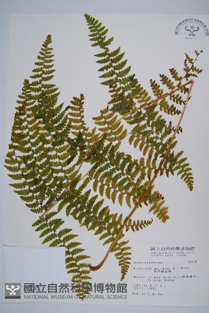 熱帶鱗蓋蕨藏品圖，第1張