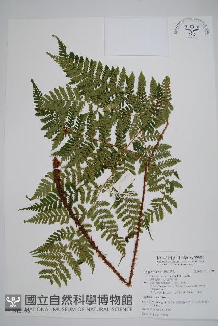 小苞鱗毛蕨、小苞肉刺蕨藏品圖，第1張