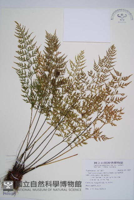 威氏鐵角蕨藏品圖，第1張