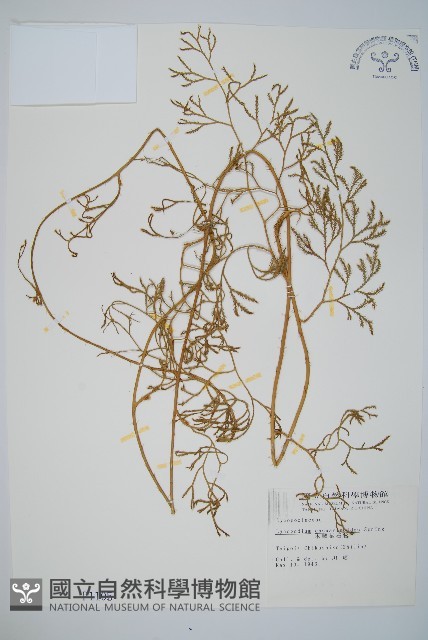 木賊葉石松藏品圖，第1張