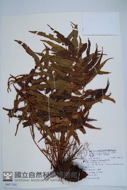 瘤足蕨藏品圖，第1張