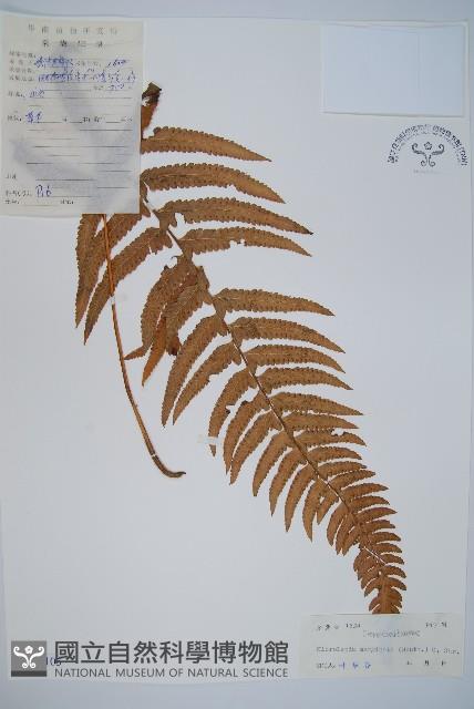 邊緣鱗蓋蕨藏品圖，第1張