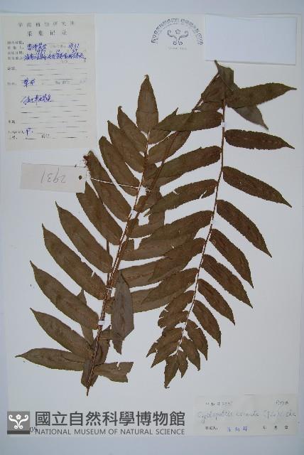 圓齒擬貫眾藏品圖，第1張