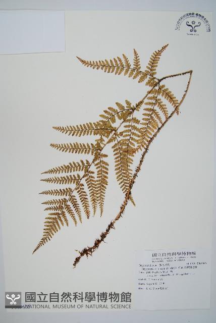 臺灣鱗毛蕨藏品圖，第1張
