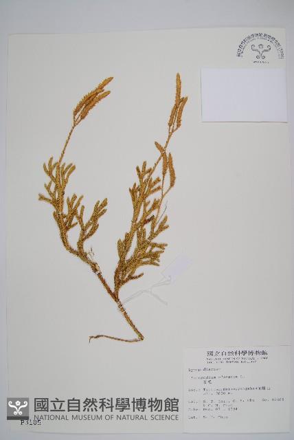 石松藏品圖，第1張