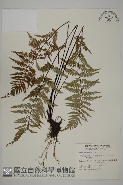 粉葉蕨藏品圖，第1張