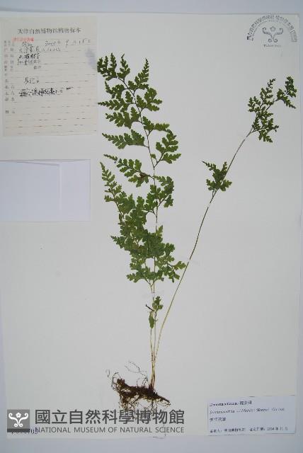 溪洞碗蕨藏品圖，第1張