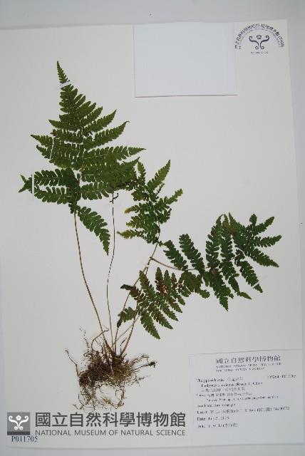 烏來金星蕨、毛柄金星蕨藏品圖，第1張