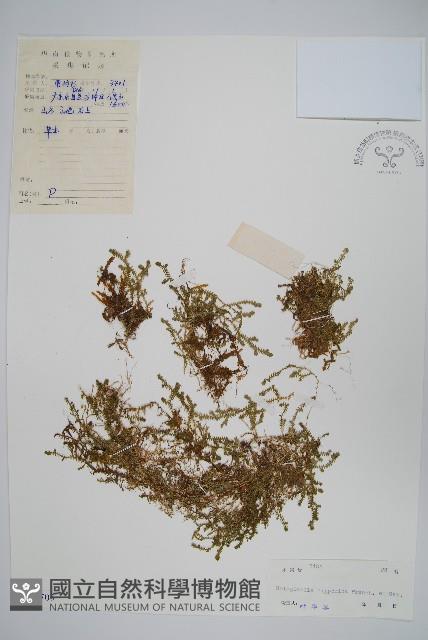 日本卷柏藏品圖，第1張