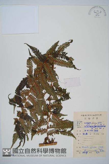 臺灣桫欏藏品圖，第1張