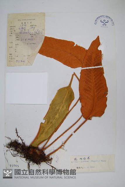 氈毛石韋藏品圖，第1張